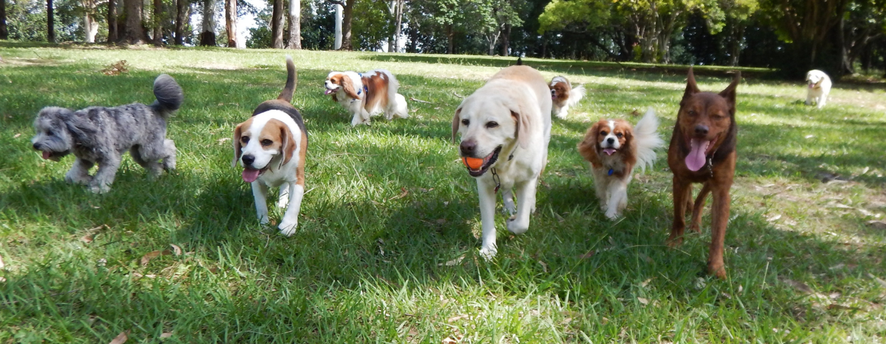 Best Dog Parks in Dallas
