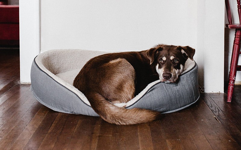 dog rests in its doggie bed